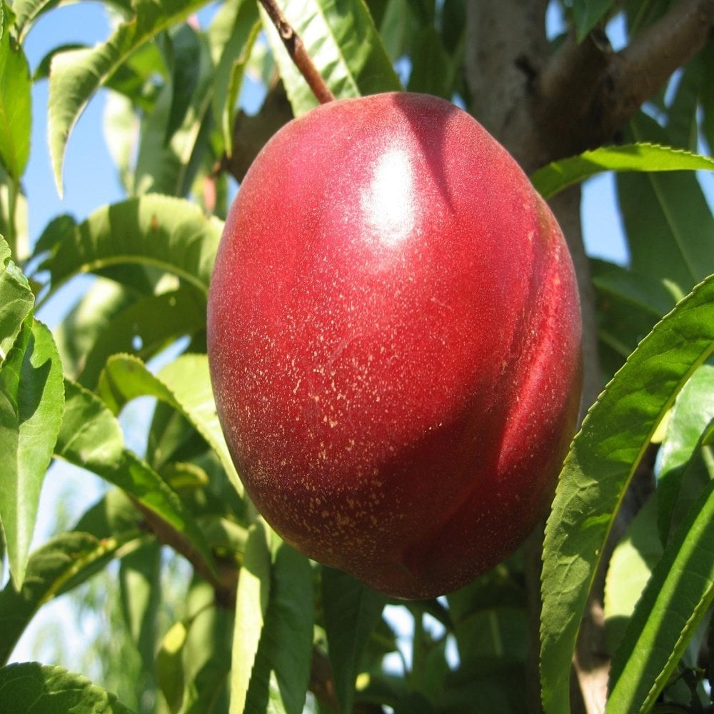 Tüplü Aşılı Yarı Bodur Red Giant Nektarin Fidanı