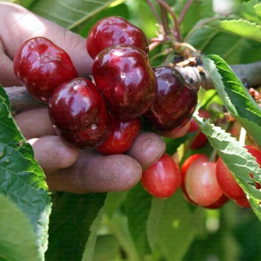 Tüplü Aşılı Yarı Bodur Erkenci Lorry Bloom Kiraz Fidanı