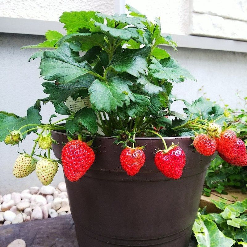 Sweety Çoklu Dikim Saksılık Çilek Fidesi(5 adet)