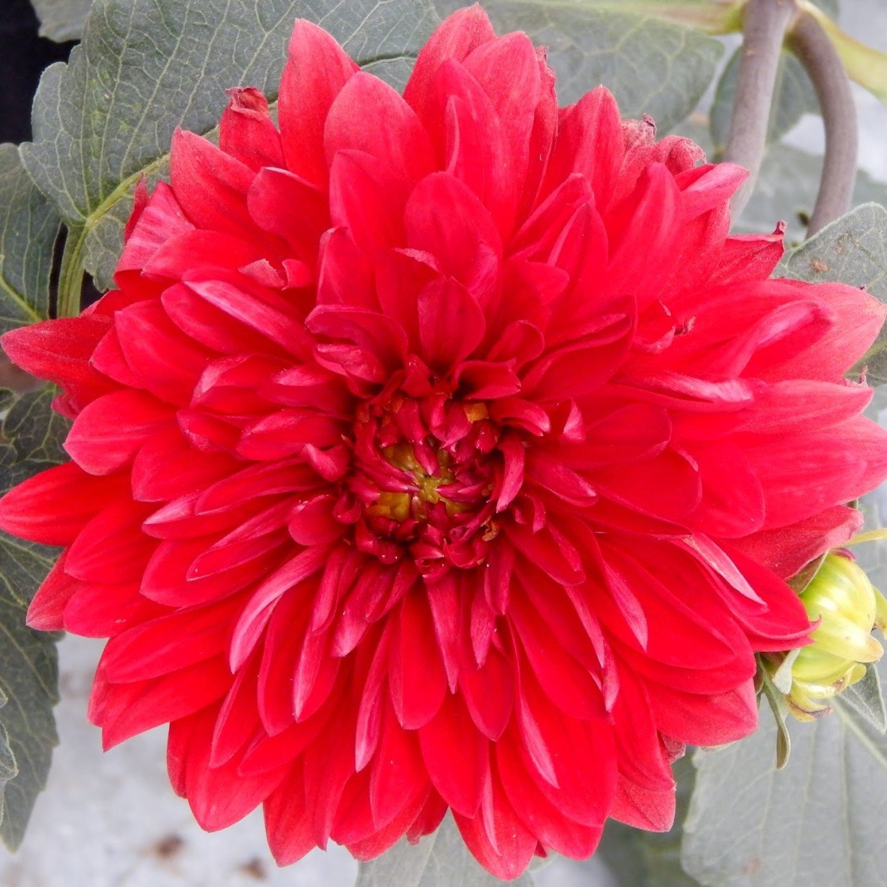 Garden Wonder Dahlia İri Yıldız Çiçeği Yumrusu (1 Adet)