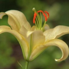 Vong Mis Sarı Renkli Zambak Çiçeği Soğanı (2 adet)