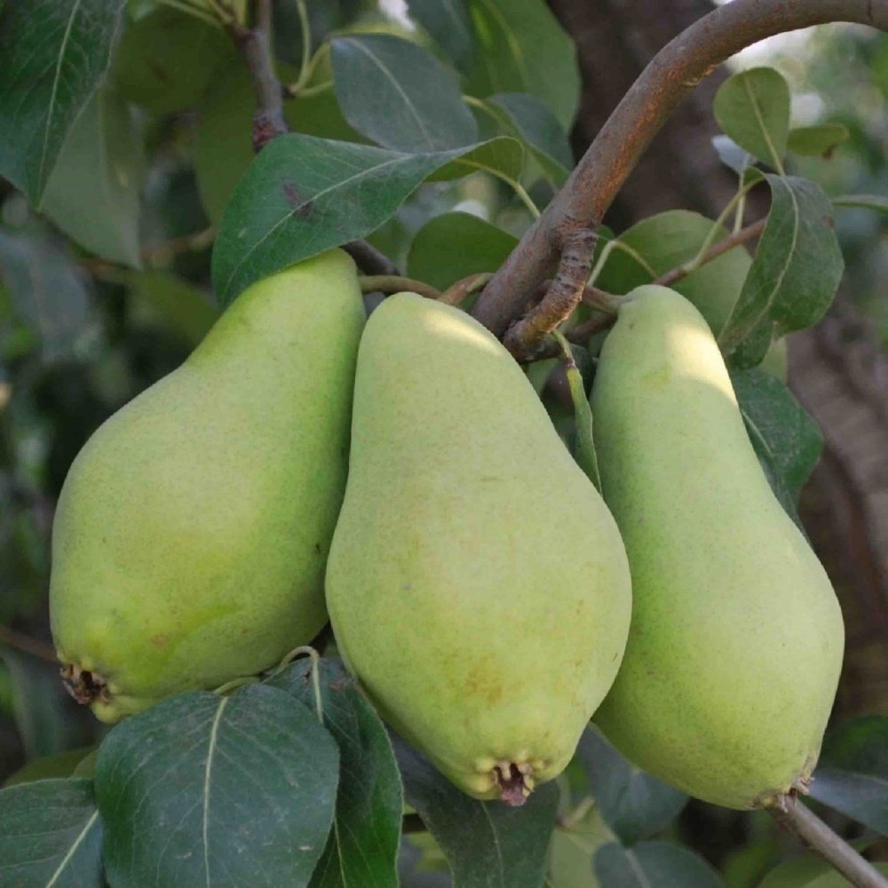 Tüplü Aşılı Tam Bodur Erkenci Aromatik Akça Armut Fidanı