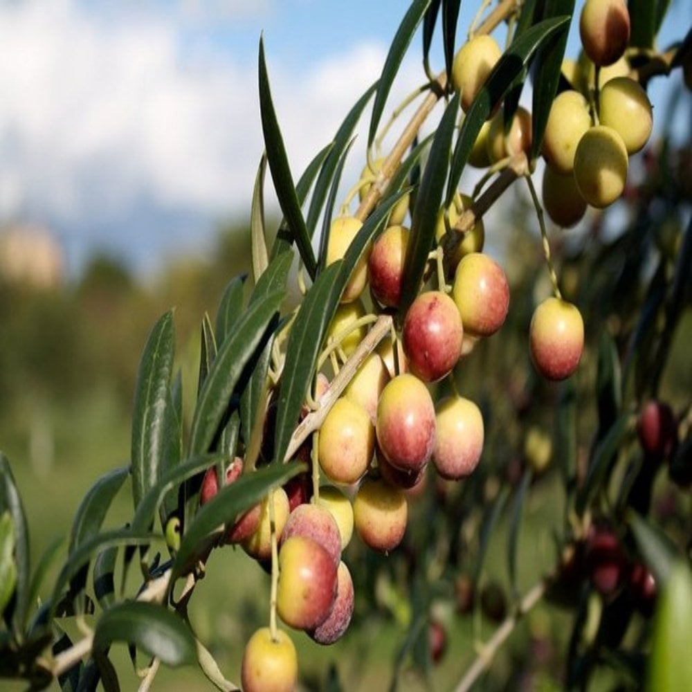 Tüplü Bodur Yüksek Verimli Yağlık Arbequina Zeytin Fidanı (1 Yaş)