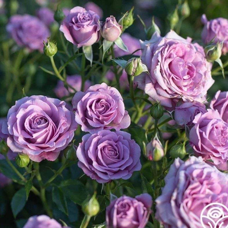 Tüplü Parfüm Kokulu Violet Menekşe Renkli Yediveren Gül Fidanı