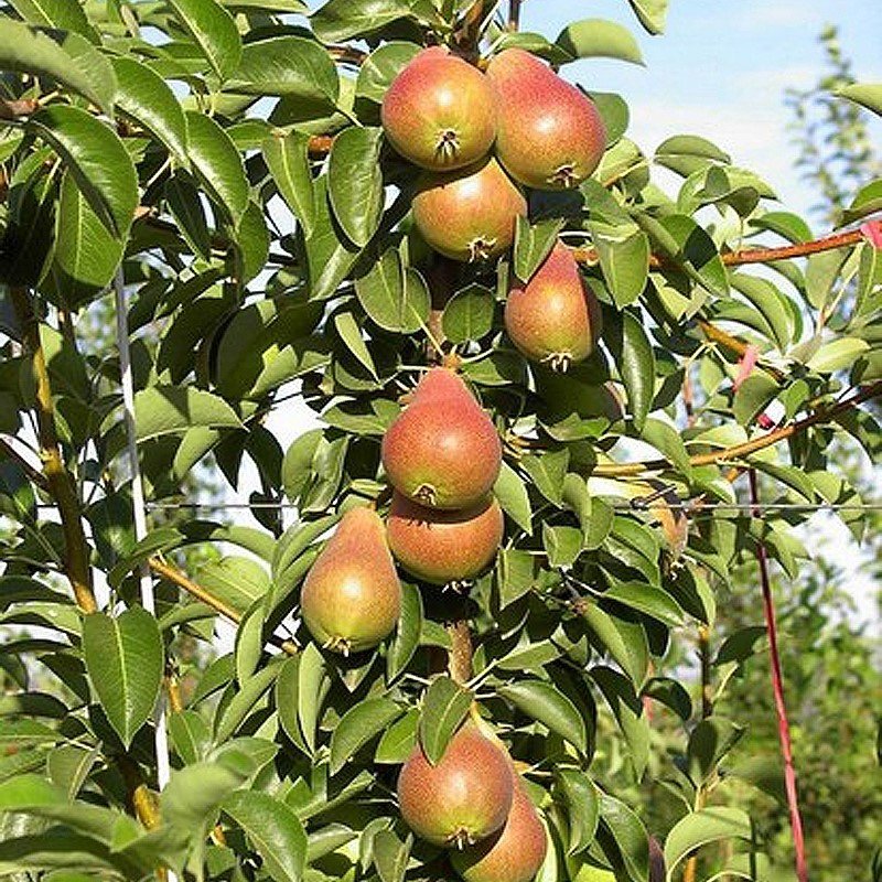Tüplü Aşılı Tam Bodur Aromalı Kokulu Carmen Armut Fidanı