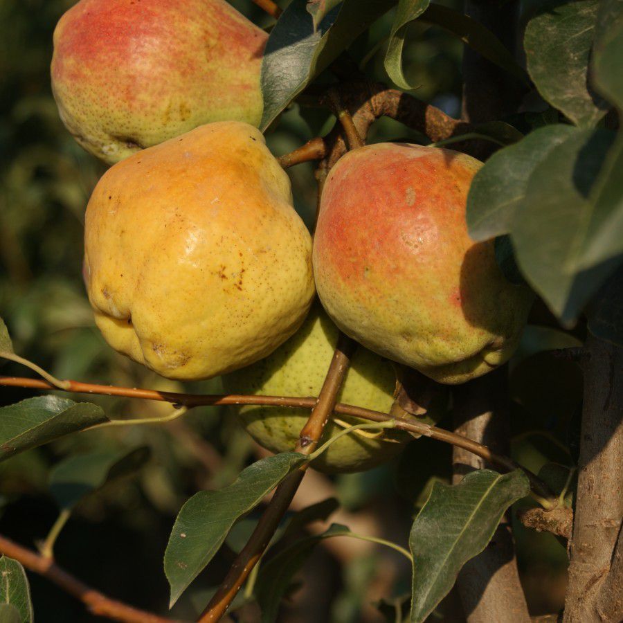 Tüplü Aşılı Tam Bodur Aromalı Kieffer Margarit Armut Fidanı