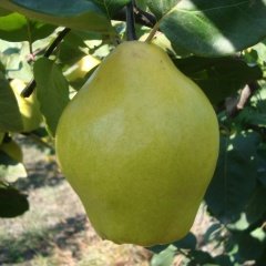 Tüplü Aşılı Tam Bodur Verimli Kokulu Limon Ayva Fidanı