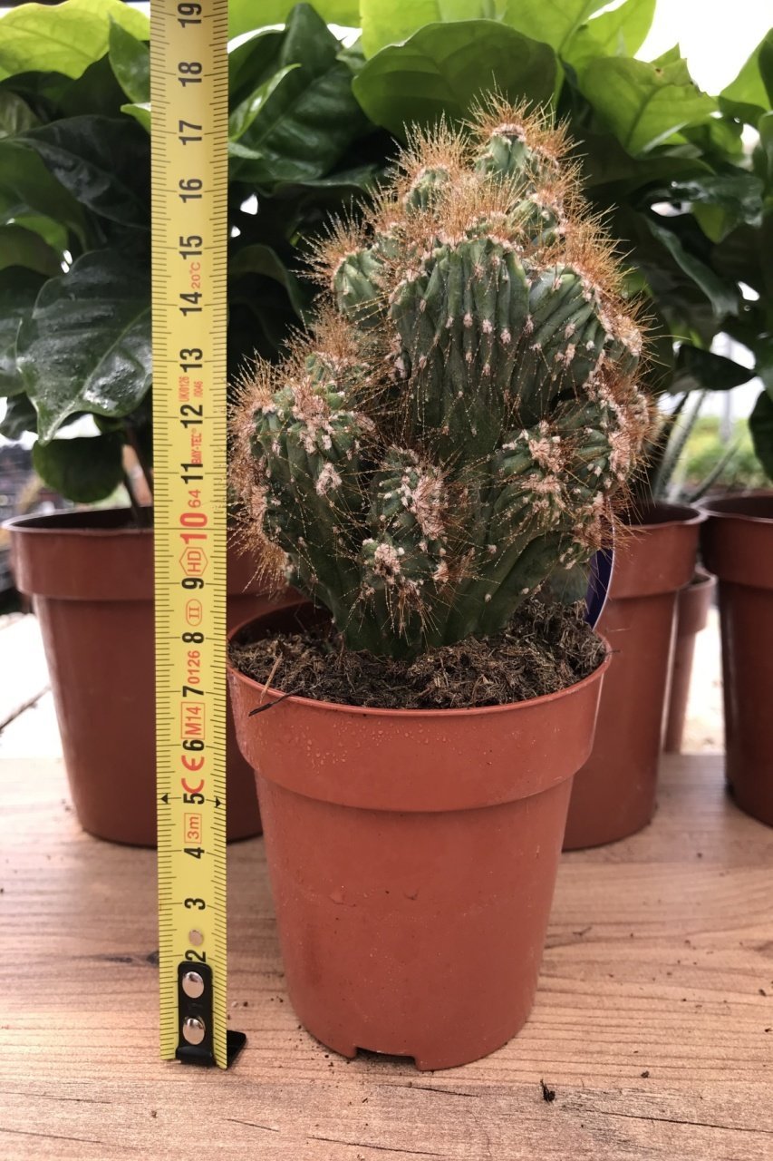 Cereus Peruvianus Monstrosus Çok Dallı Koleksiyonluk