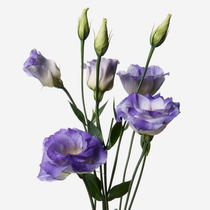 Katmerli Blue Picotee Lisianthus Çiçeği Tohumu (5 tohum)