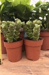 Crassula Fantasy Sukulent İthal (8.5 Saksıda İthal Ürün)