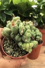 Koleksiyonluk Cereus Peruvianus Cristata Kaktüs Bitkisi (8.5 luk Saksıda)