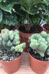 Koleksiyonluk Cereus Peruvianus Cristata Kaktüs Bitkisi (8.5 luk Saksıda)