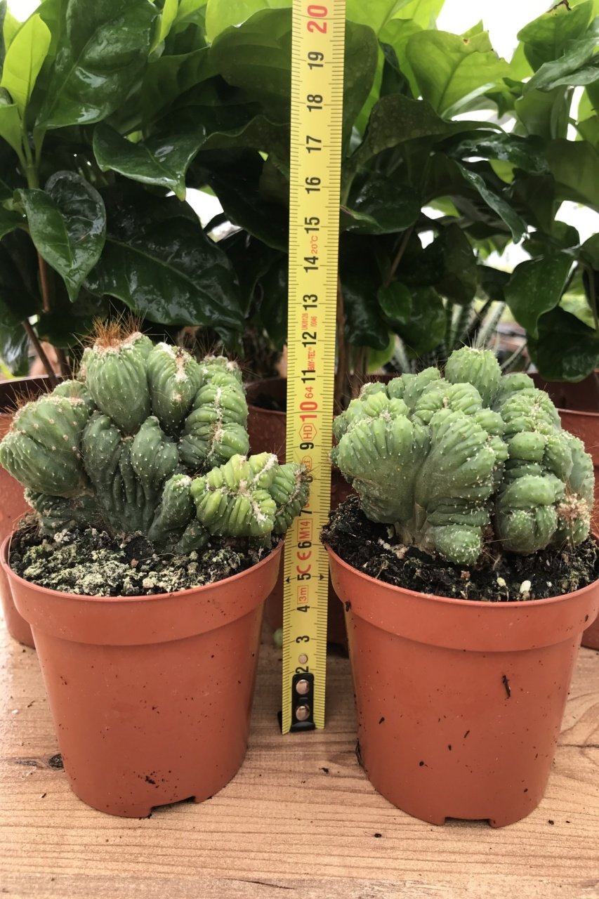 Koleksiyonluk Cereus Peruvianus Cristata Kaktüs Bitkisi (8.5 luk Saksıda)