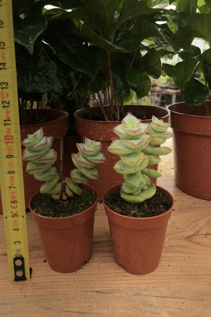 Crassula Perforata Succulent Katlı Büyüyen Nadir Sukulent Bitkisi  (5.5 luk Saksıda)