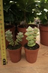 Crassula Perforata Succulent Katlı Büyüyen Nadir Sukulent Bitkisi  (5.5 luk Saksıda)