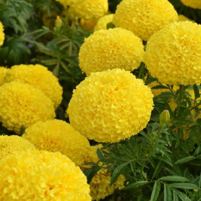 Sarı Renkli İri Çiçekli Kadife Çiçeği Yellow Marigold (3 Adet)