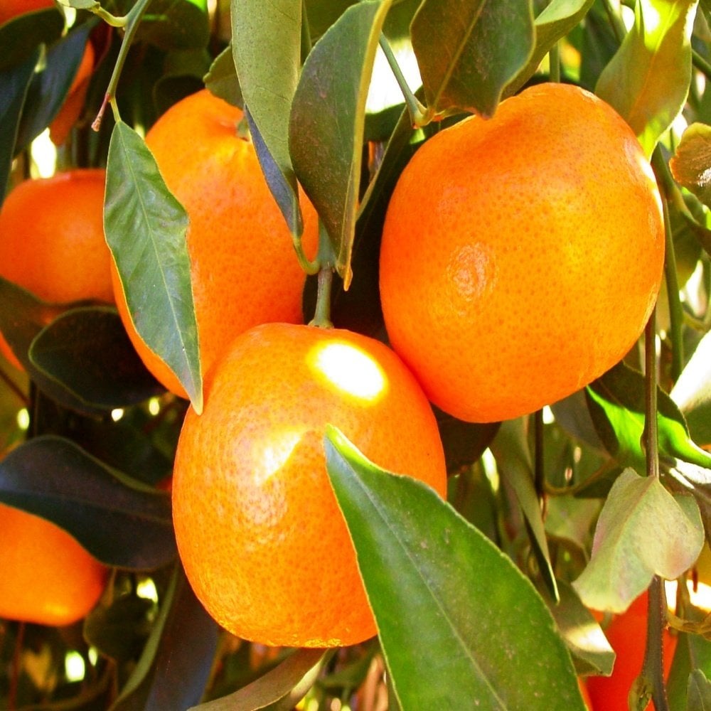 Tüplü Yarı Bodur Bodrum Mandalinası Fidanı