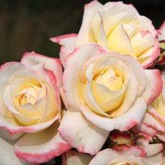 Tüplü Yediveren Rose Dense Krem Rengi Kokulu Gül Fidanı