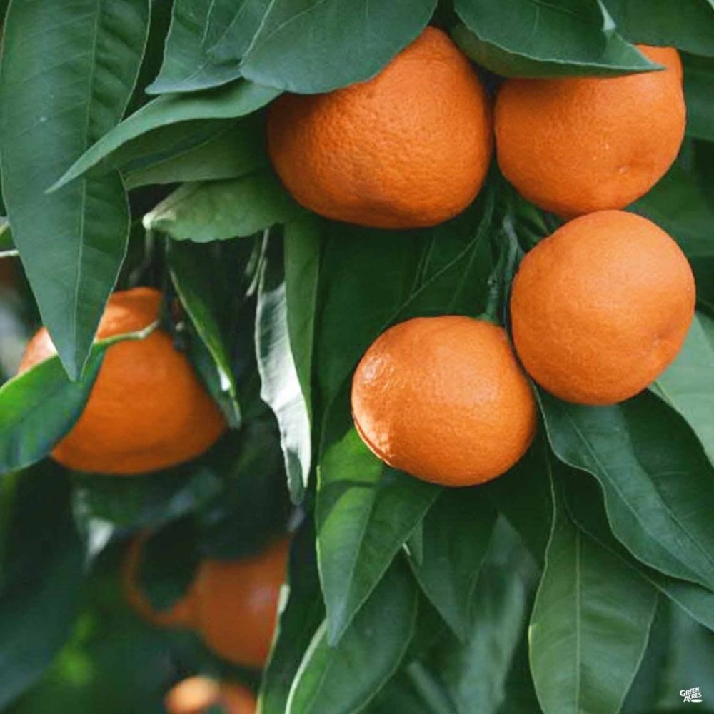 Tüplü Aşılı Özel Çeşit Çekirdeksiz Ovari Mandalina Fidanı