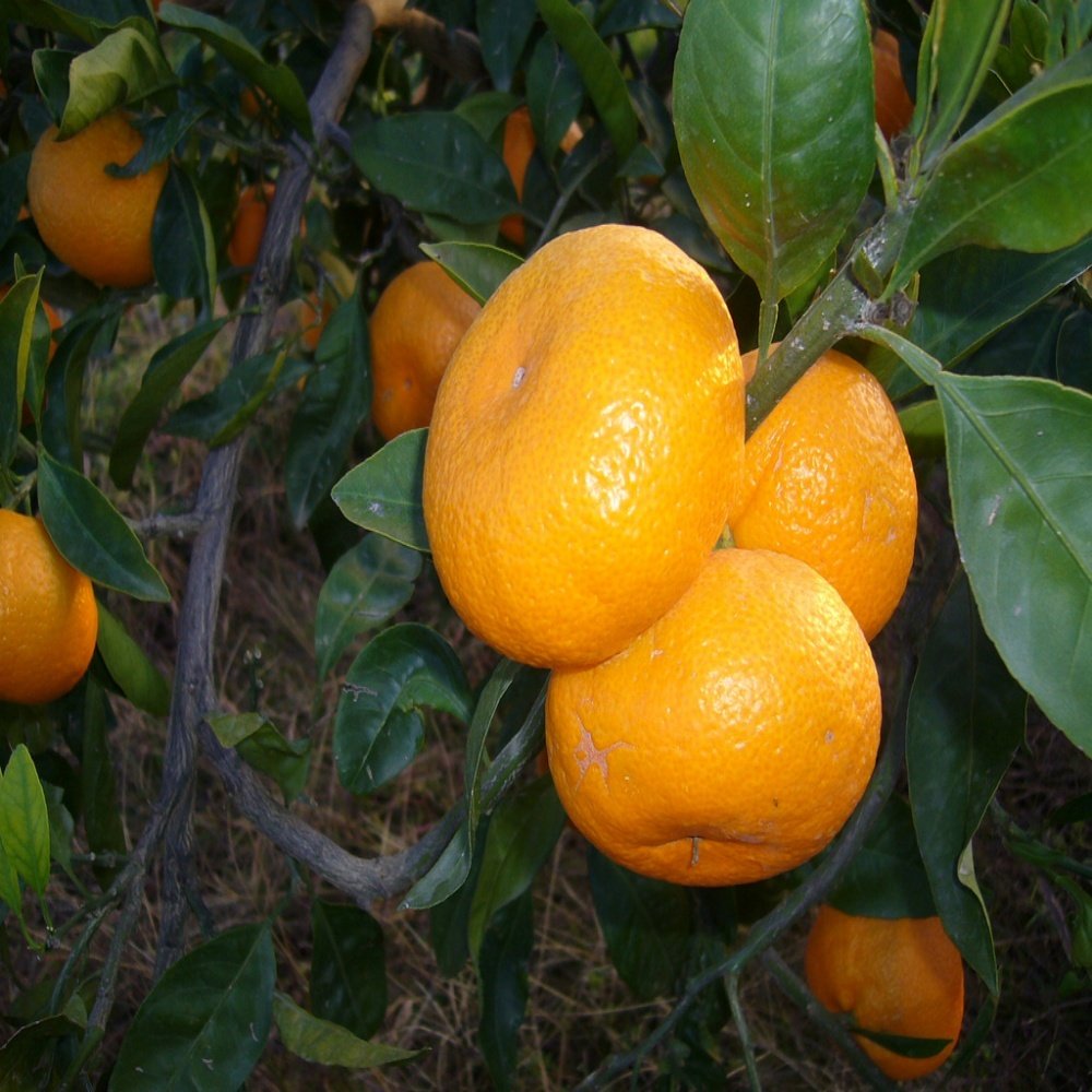 Tüplü Aşılı İthal Rize Satsuma Mandalina Fidanı