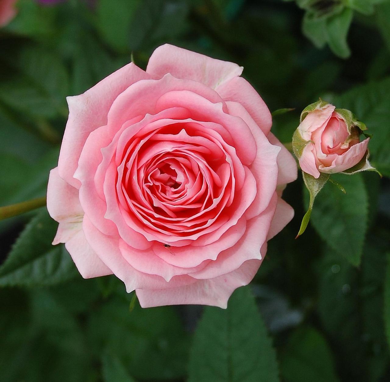 Tüplü Yediveren Light Pink Açık PembeGül Fidanı