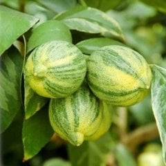 Tüplü Aşılı Beyaz Yeşil Yapraklı Süs Limonu Fidanı
