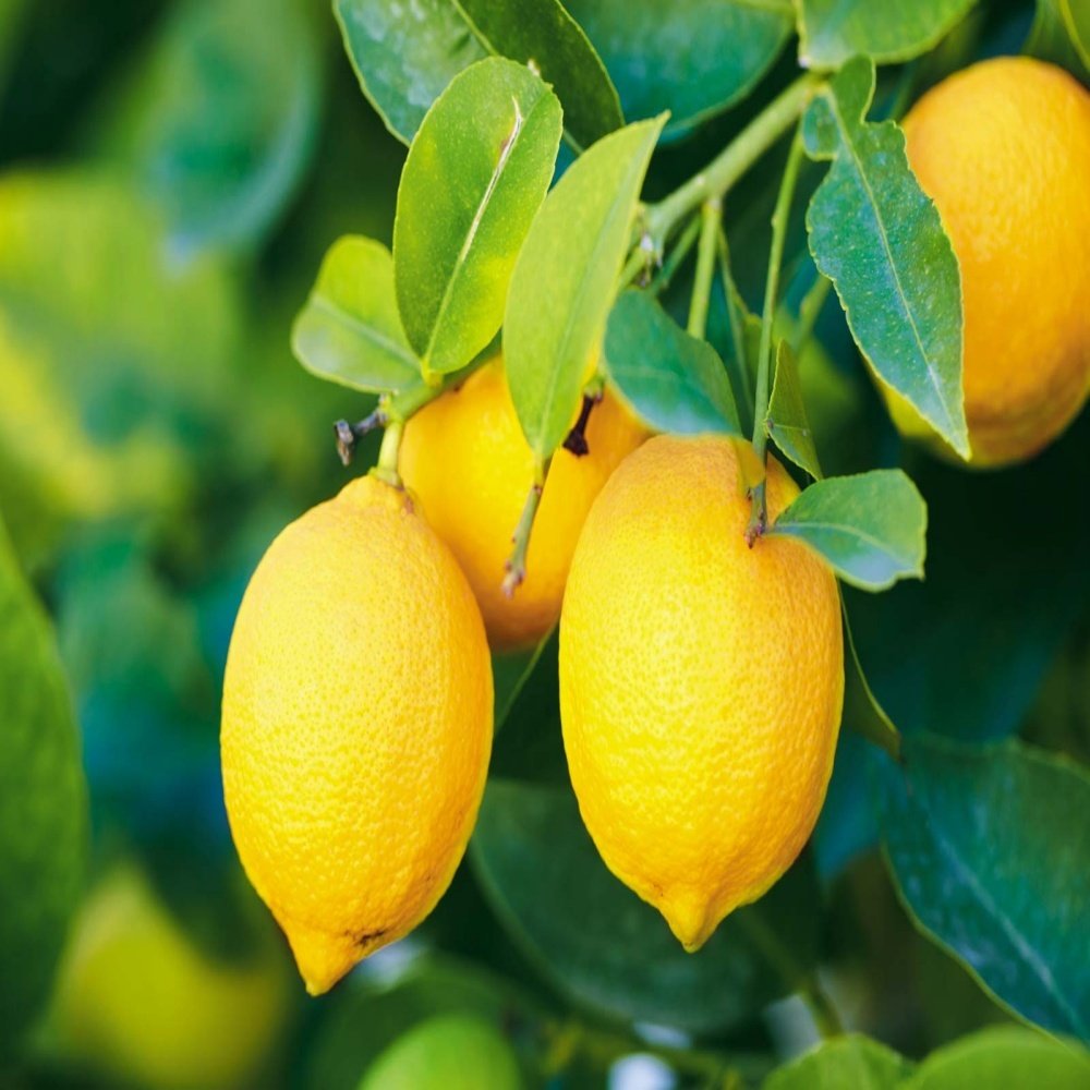 Tüplü Aşılı Yarı Bodur Yüksek Verimli Yediveren Limon Fidanı