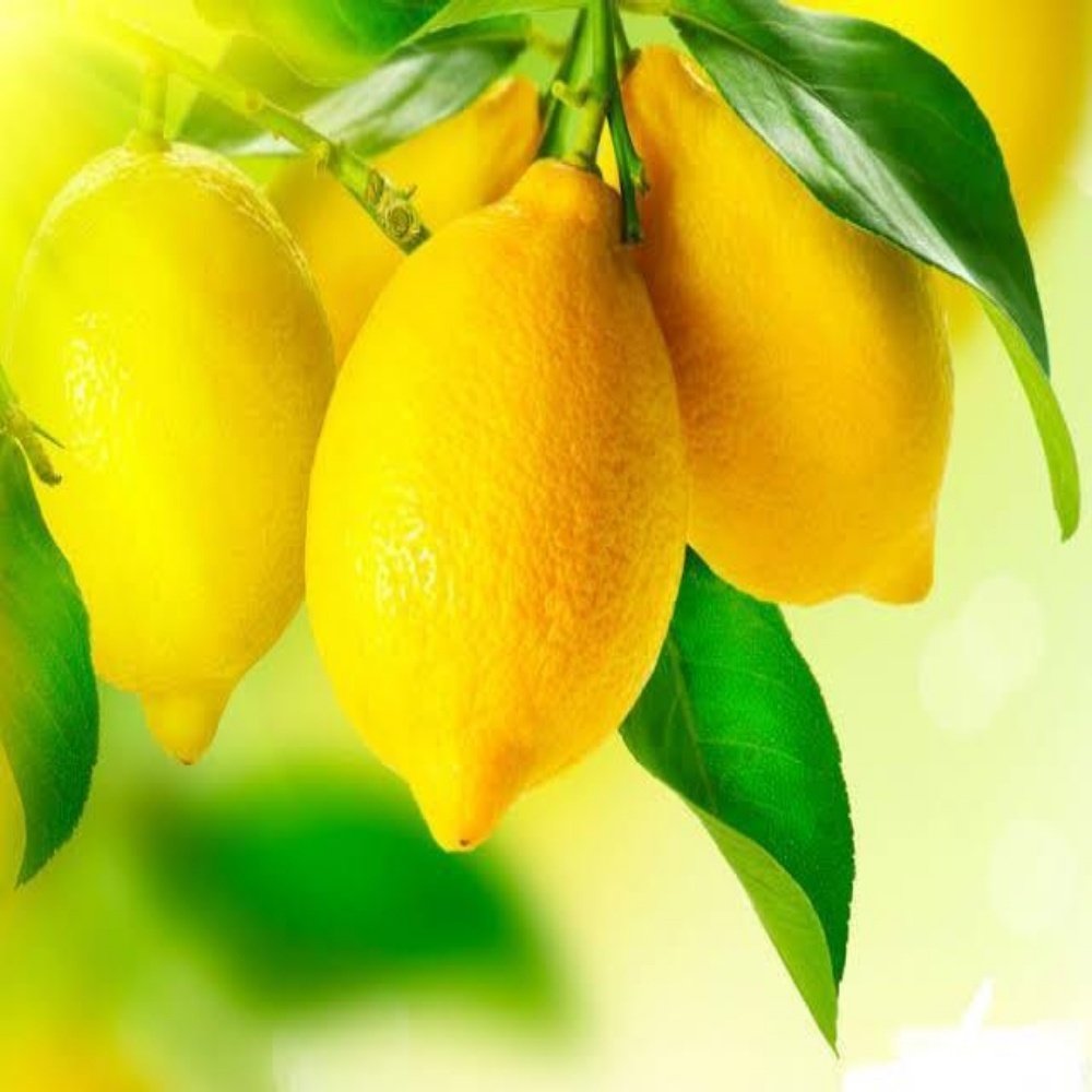 Tüplü Yarı Bodur Depolamaya Uygun Kütdiken Limon Fidanı