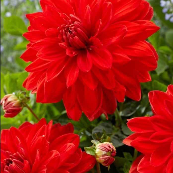 Büyük Dev Çiçekli Red Neo Dahlia Yumrusu (1 adet)