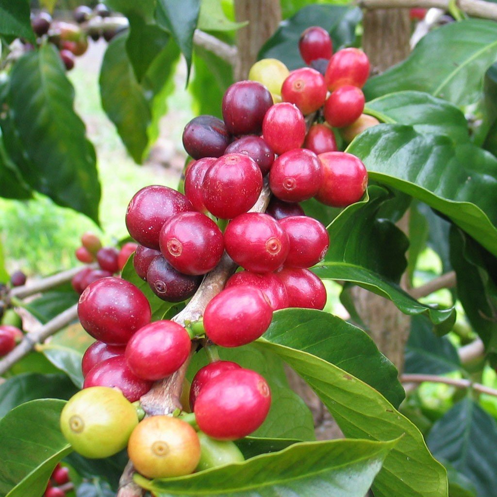 Tüplü Coffea Arabica Kahve Ağacı Fidanı Mini Saksıda (5-15 cm)