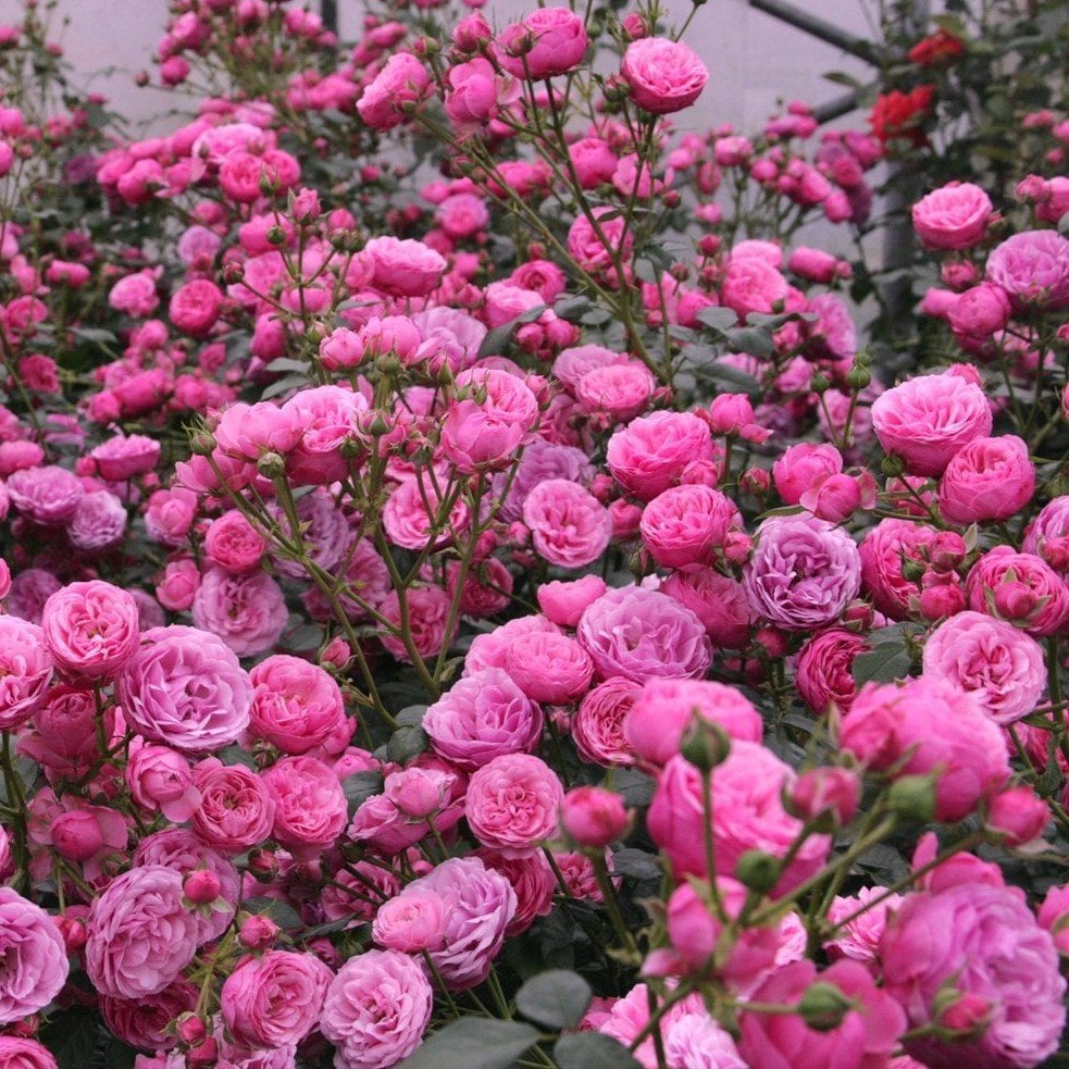 Tüplü Sweet  Pembe Yediveren Kokulu Gül Fidanı