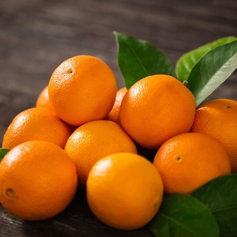 Tüplü Aşılı Meyve Verme Yaşında Fukumoto Portakal Fidanı