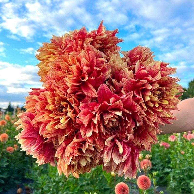 Büyük Dev Çiçekli Dazzling Sun Dahlia Yumrusu (1 adet)