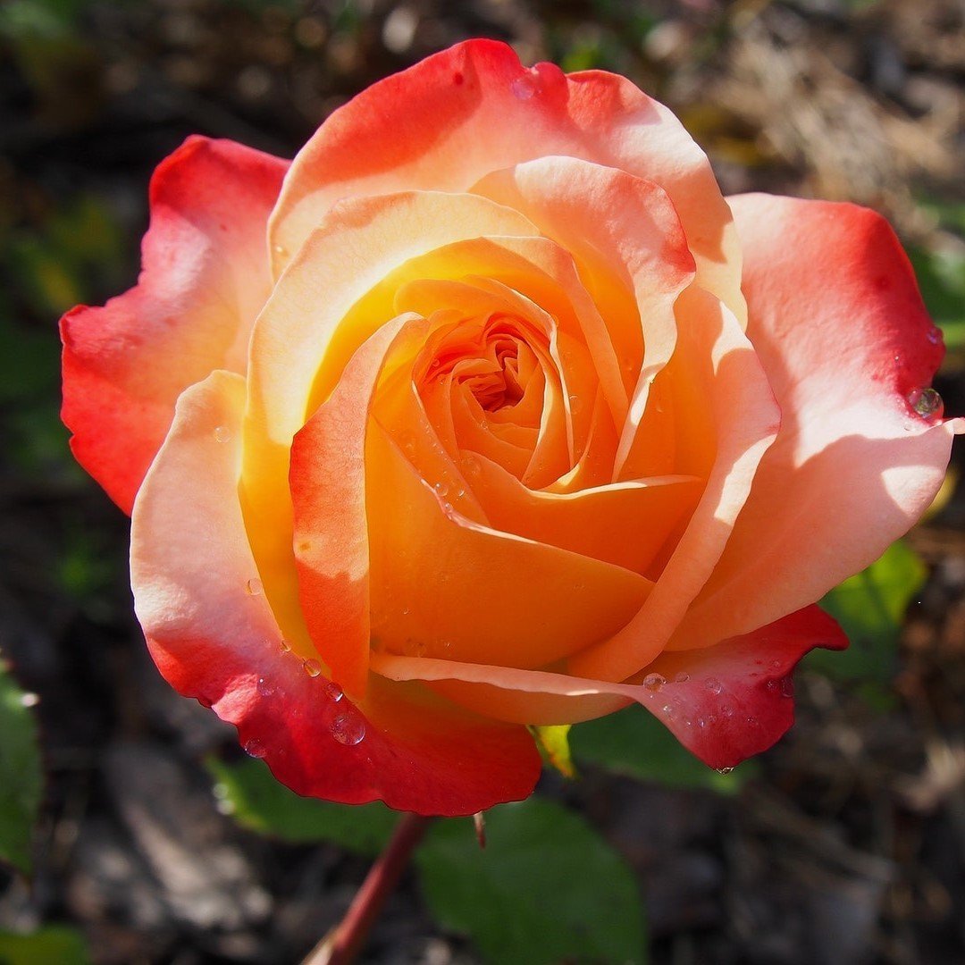 Tüplü Yediveren Sare Der Rosen Kokulu Gül Fidanı