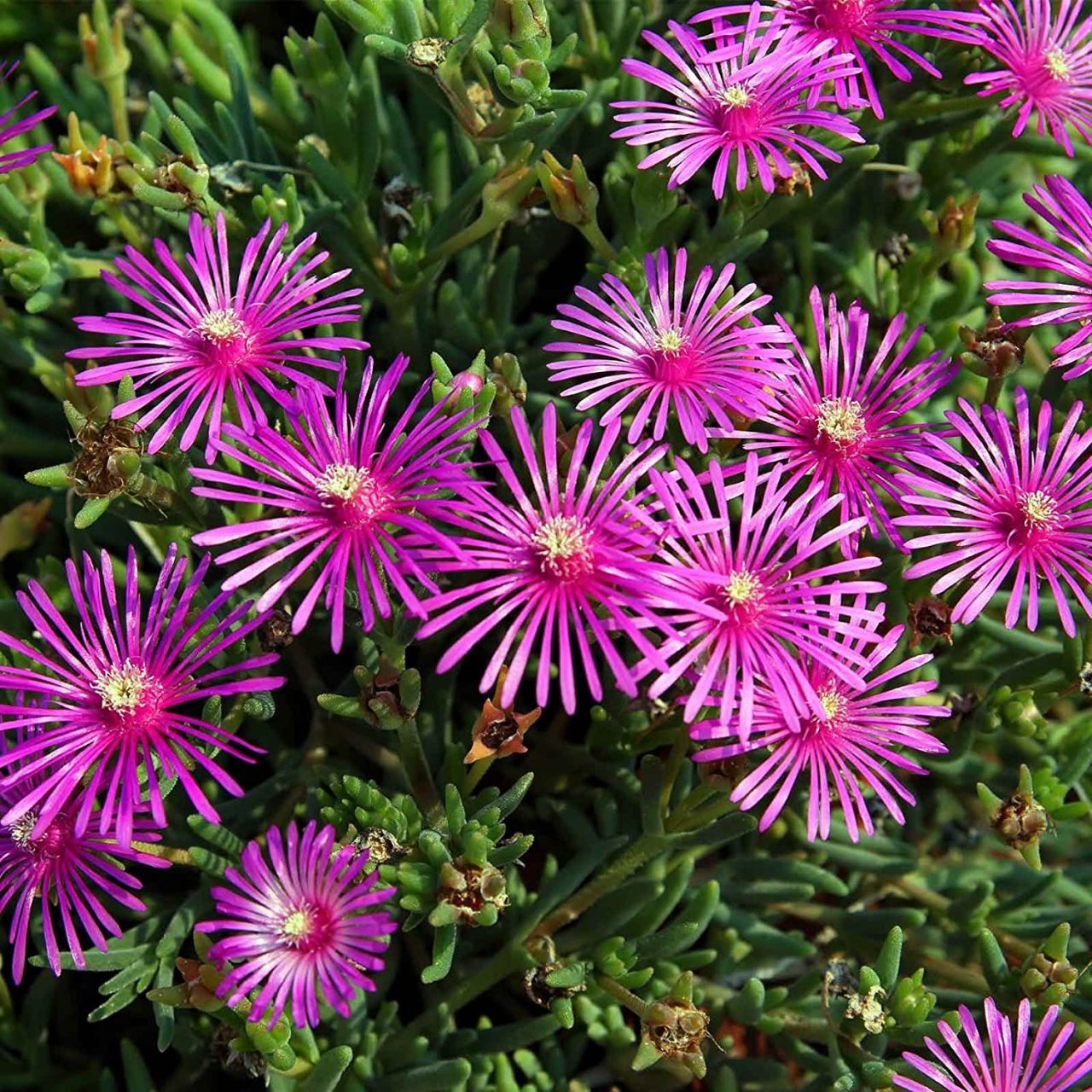 Sarkıcı Mor Buz Çiçeği Fidesi Delasporma Purple (3 Adet)