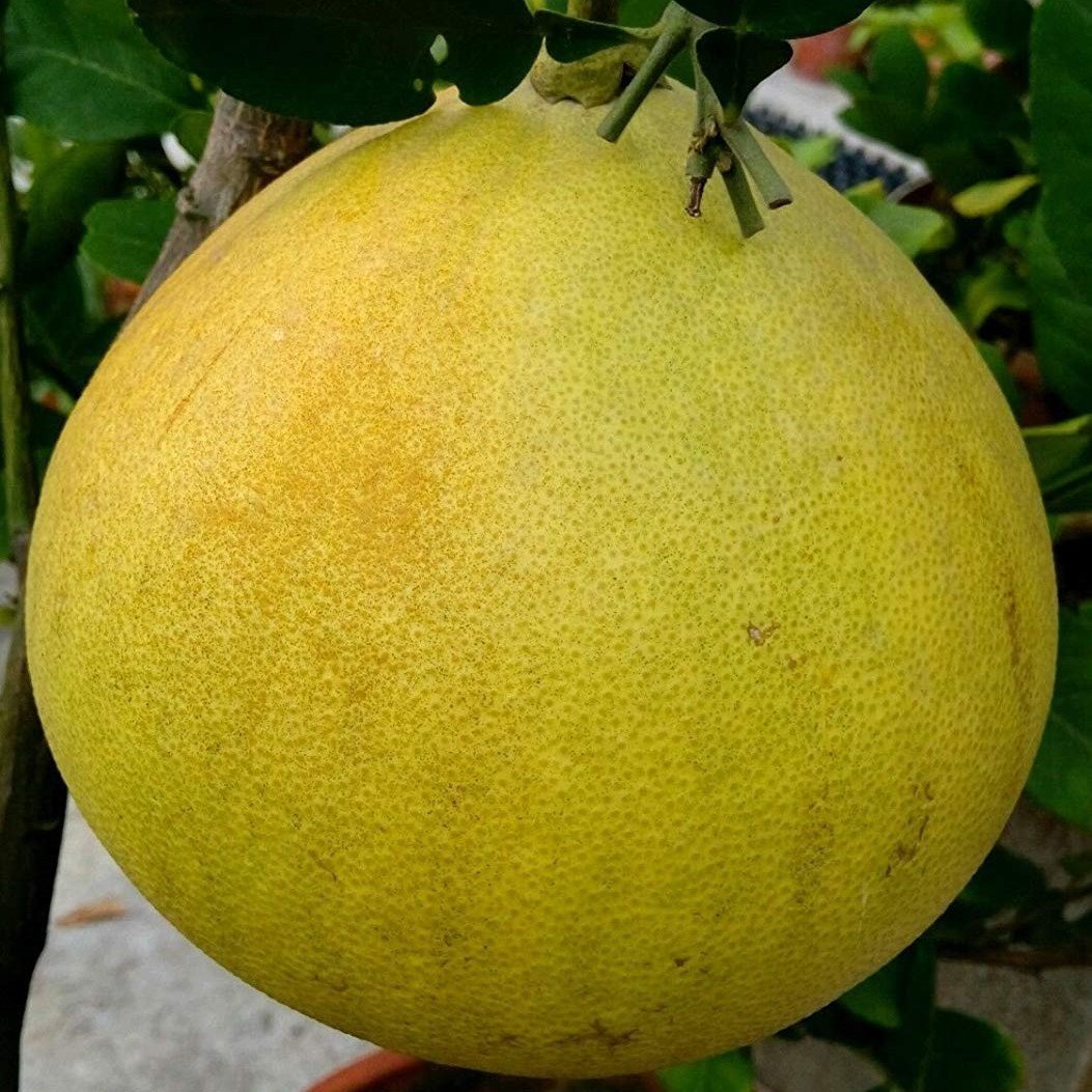 Tüplü Aşılı Meyve Verme Yaşında Ağaç Kavunu Şadok Fidanı