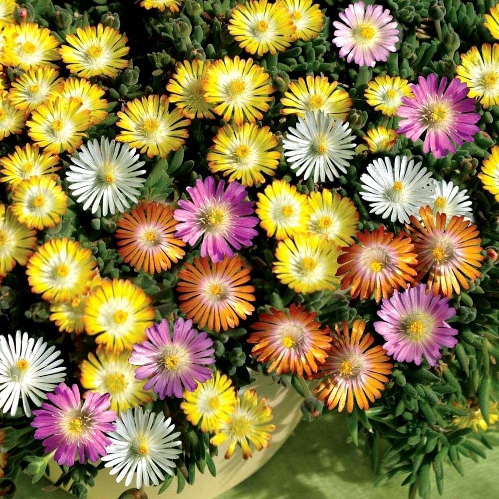 Sarkıcı Karışık Buz Çiçeği Fidesi Mix Color (10 Adet)