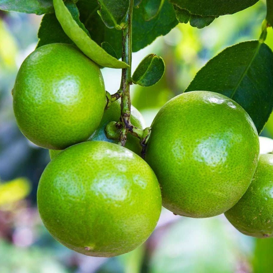 Tüplü Aşılı Lime Quat Çekirdeksiz Limon Fidanı