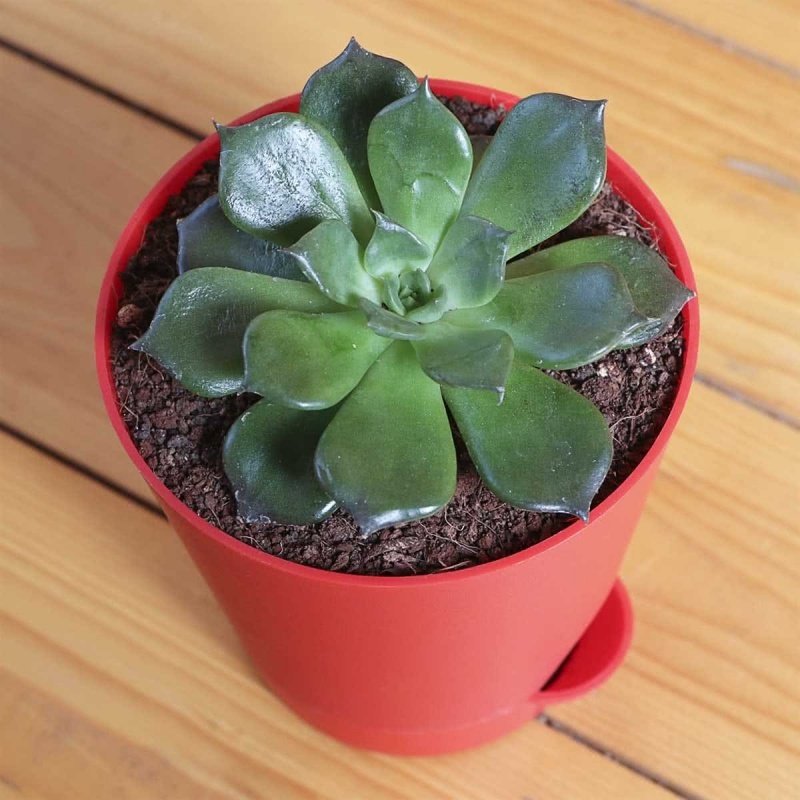 Echeveria Black Prince Sukulent (5,5 luk Üretim Saksısında)