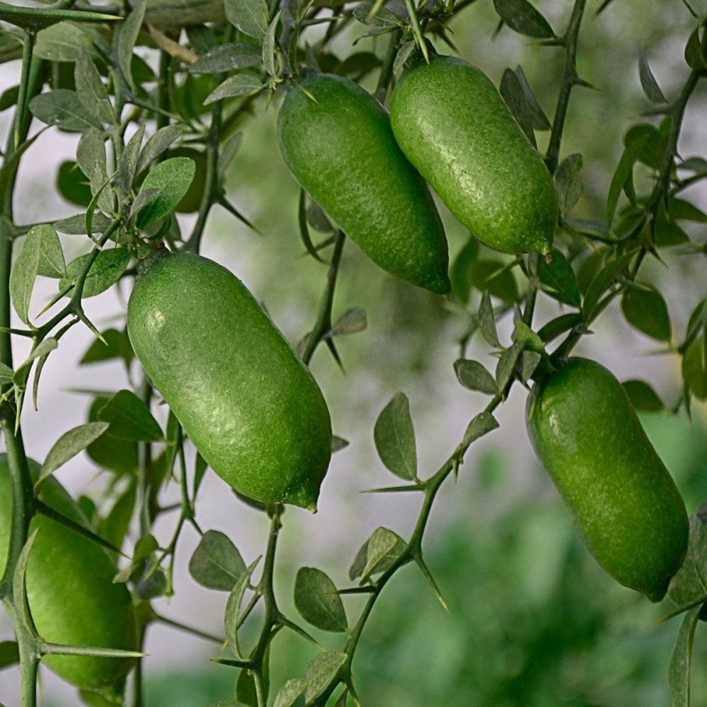 Tüplü Meyve Verme Durmunda Finger Lime Parmak Limon Fidanı