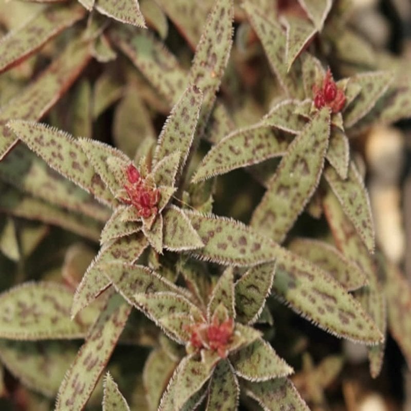 Crassula Exilis Ssp. Picturata Sukulent Özel Üretim (5. Luk Saksıda)