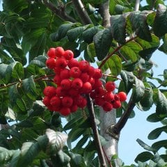 Tüplü Kuş Üvezi (Sorbus aucuparia L.) Fidanı