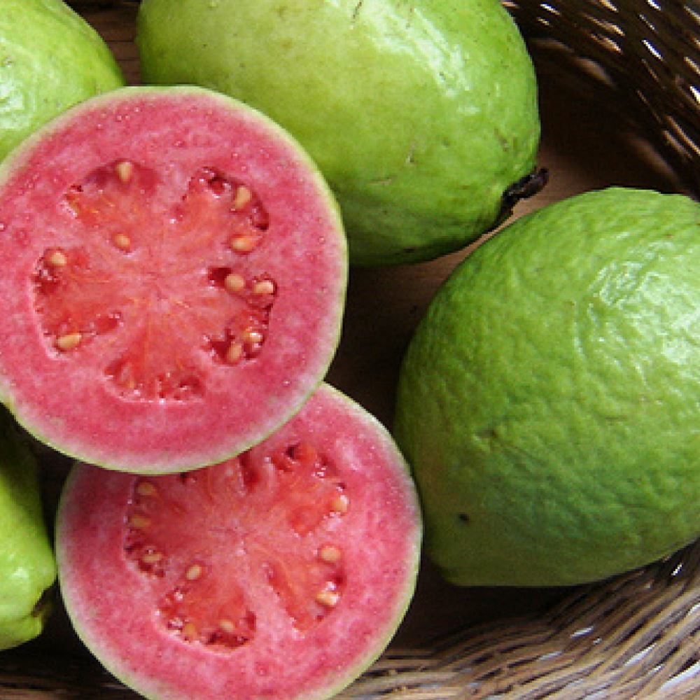 Tüplü Kırmızı Guava (Super Fruit) Fidanı