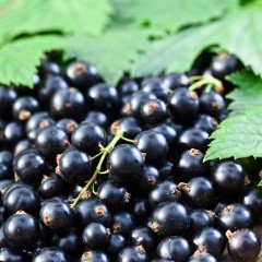 Tüplü Aromatik Siyah Frenk Üzümü Fidanı Meyve Verme Durumunda