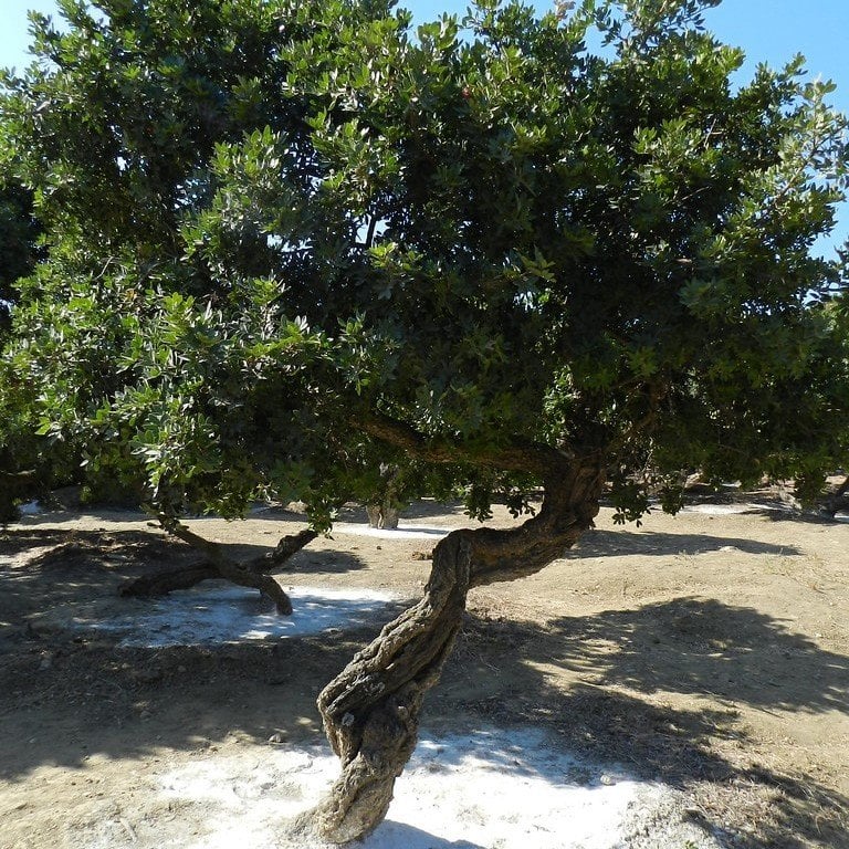 Tüplü Damla Sakızı Ağacı Fidanı