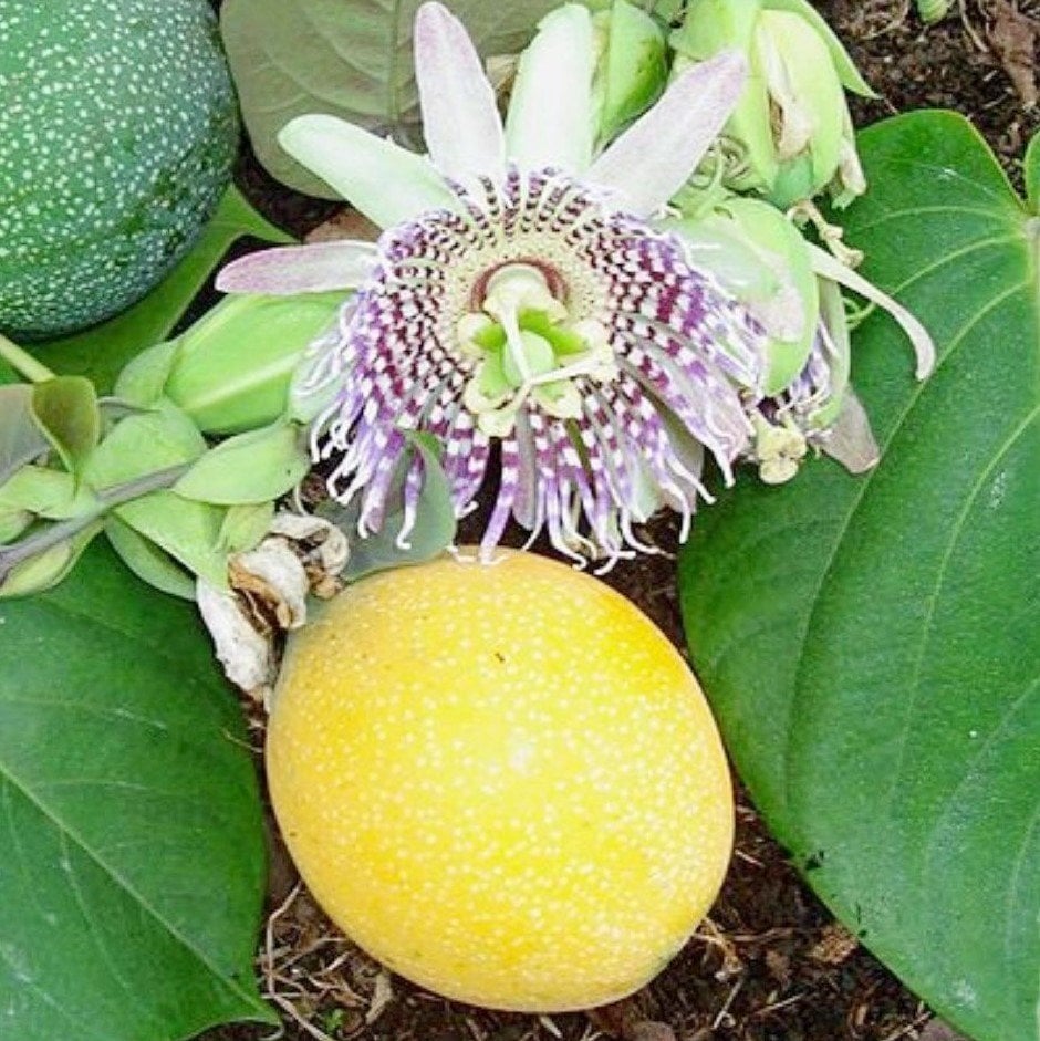 Tüplü Passiflora Ligularis (Sweet Granidalla) Fidanı