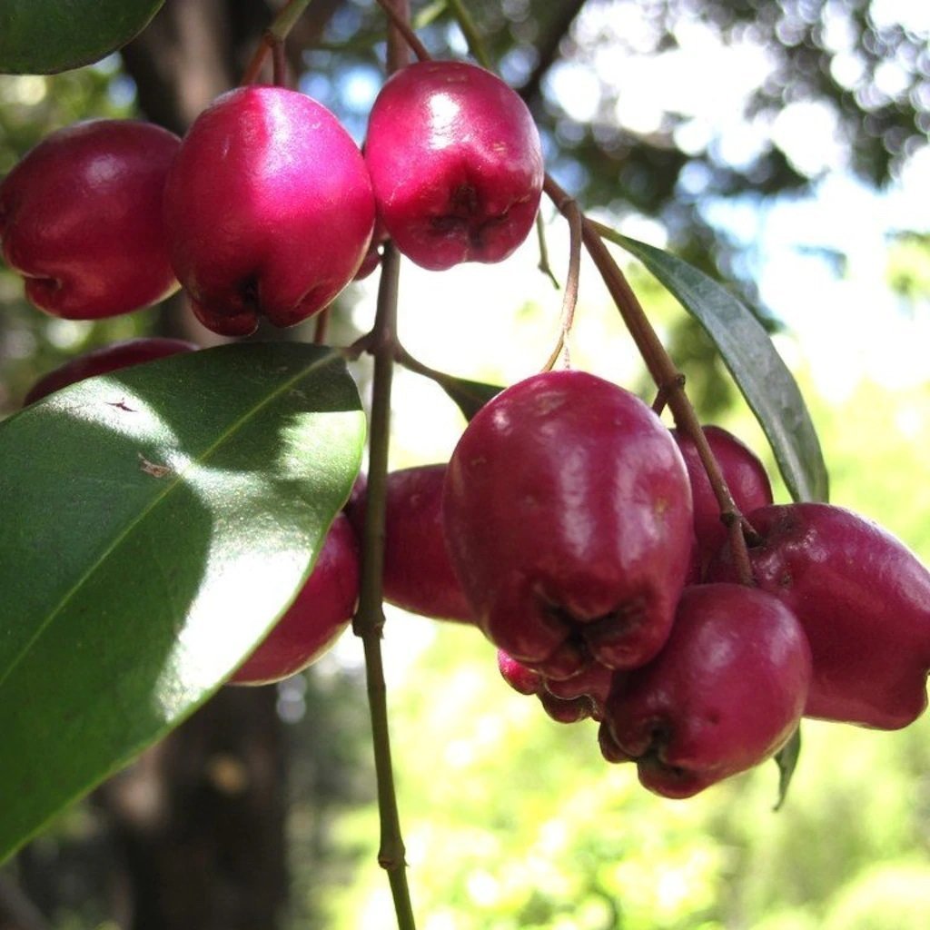 Tüplü Eugenia Myrtifolia Avustralya Fırça Kirazı‏ Fidanı