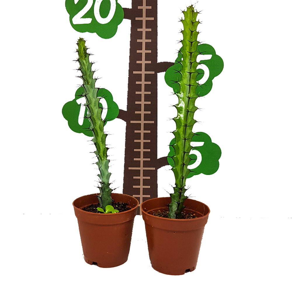 Euphorbia Greenwayi Kaktüs Özel Üretim (5. Luk Saksıda)