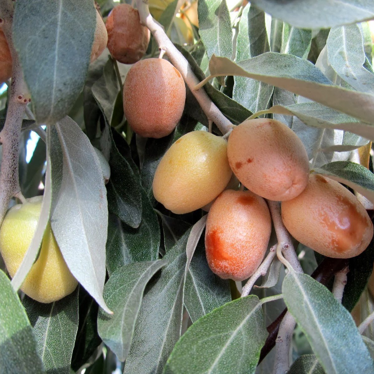 Tüplü Anadolu İğde Elaeagnus angustifolia (Rus Zeytini)‏ Fidanı