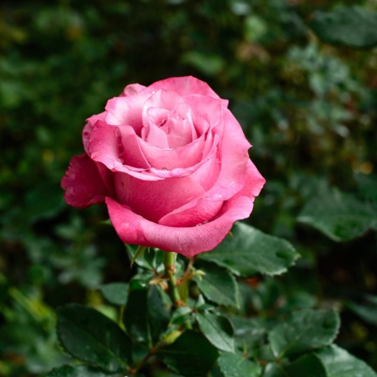 Tüplü Dolce Pembe Beyaz Yediveren Kokulu Gül Fidanı